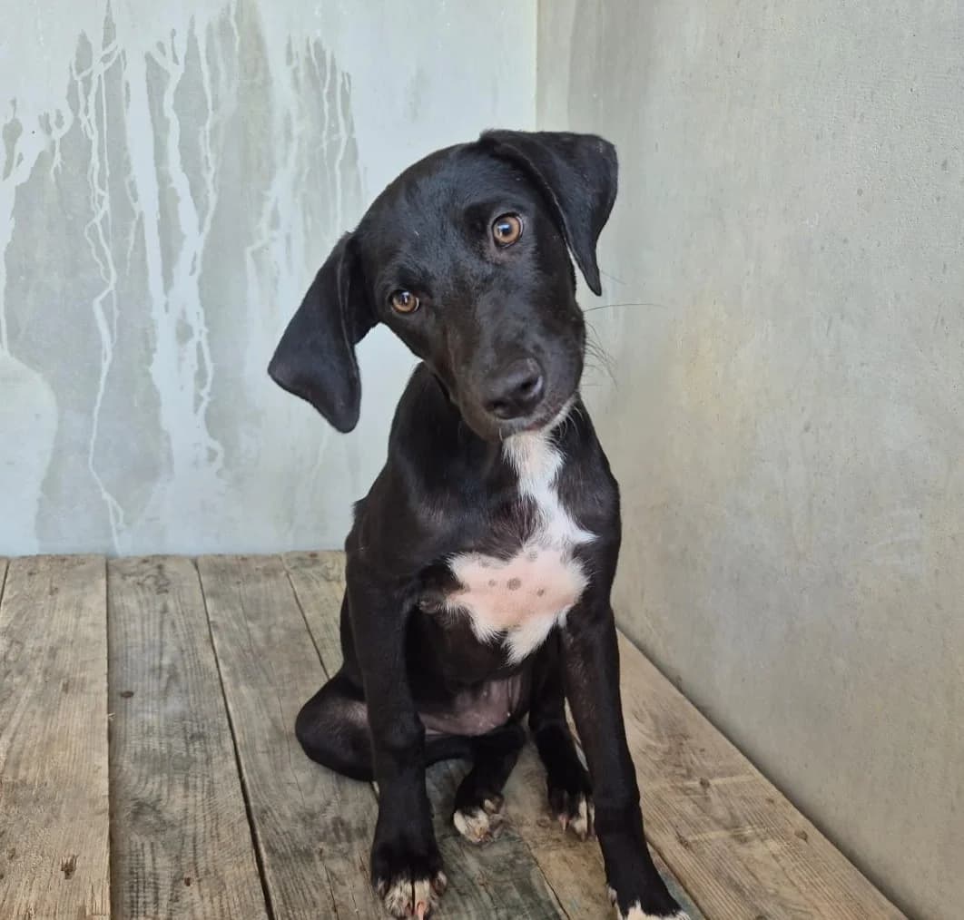 Liscia, female puppy mixed breed for adoption at Hundehilfe Mariechen, Stadtsteinach