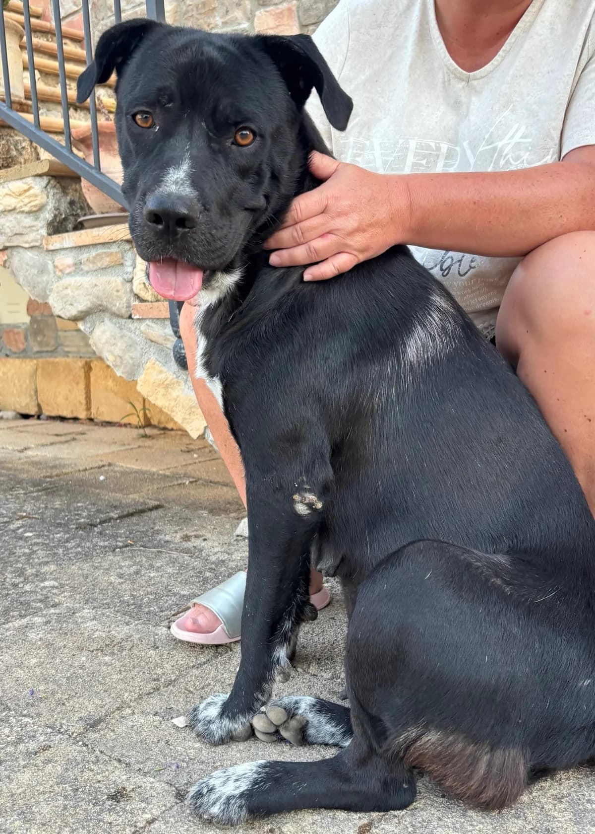 Lola, female young Cane Corso for adoption at Hundehilfe Mariechen, Stadtsteinach