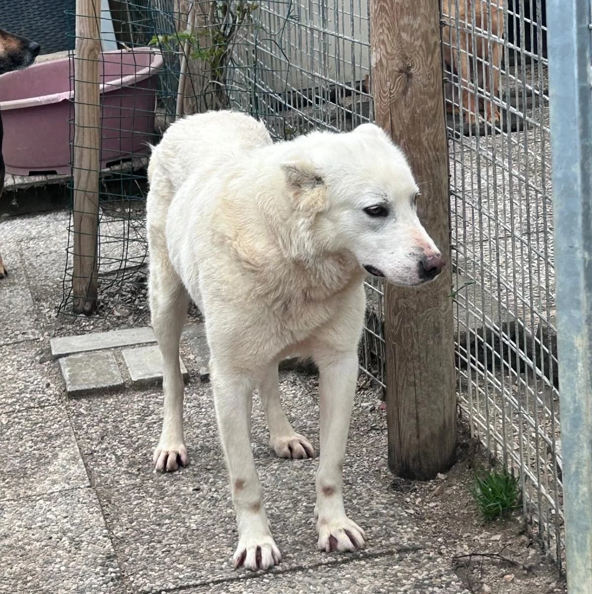 Luca/Luke, male 6yo Mixed Breed for adoption at Hundehilfe Mariechen, Stadtsteinach