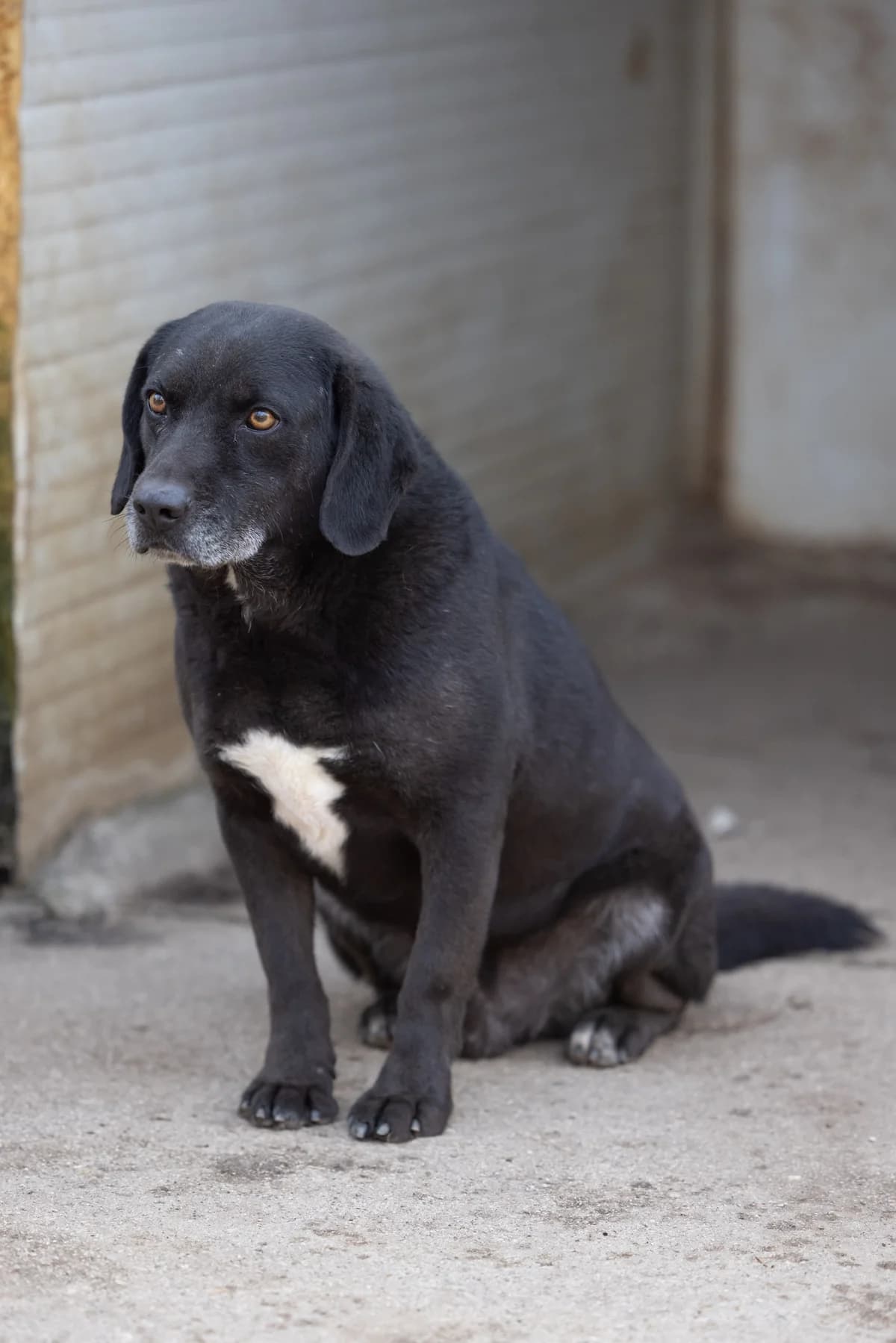 Ludovico, male Mixed Breed for adoption at Hundehilfe Mariechen, Stadtsteinach