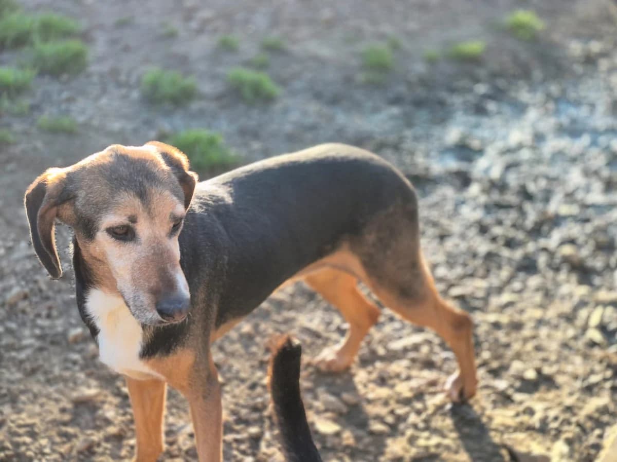 Luna, female senior Mixed Breed for adoption at Hundehilfe Mariechen, Stadtsteinach