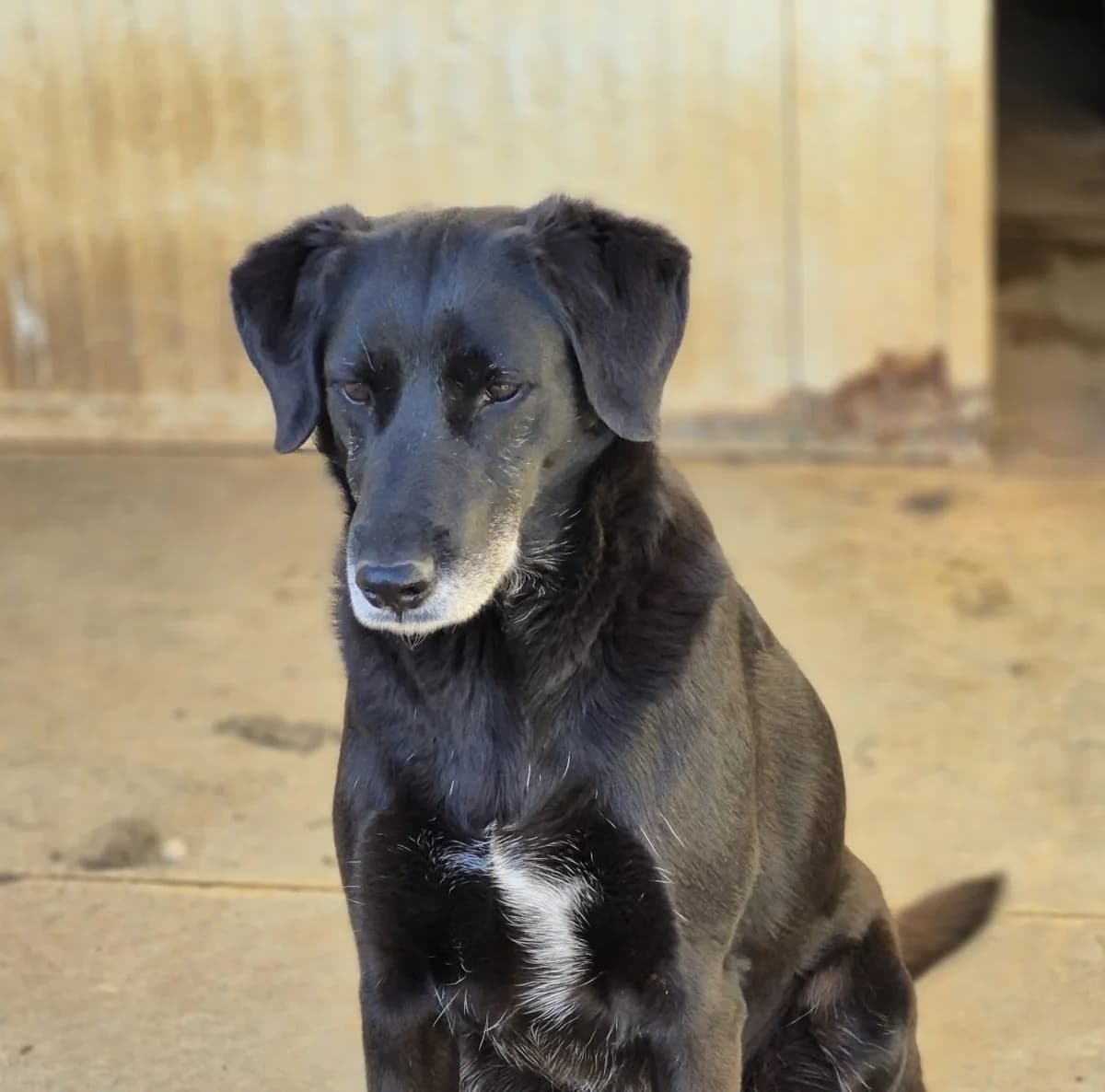 Luna, female 7yo Mixed Breed for adoption at Hundehilfe Mariechen, Stadtsteinach