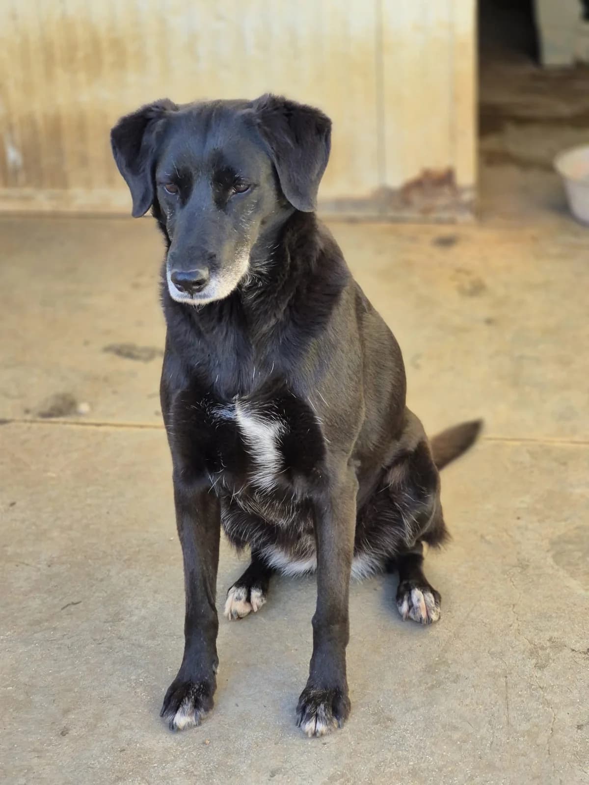 Luna, female senior Mixed Breed for adoption at Hundehilfe Mariechen, Stadtsteinach