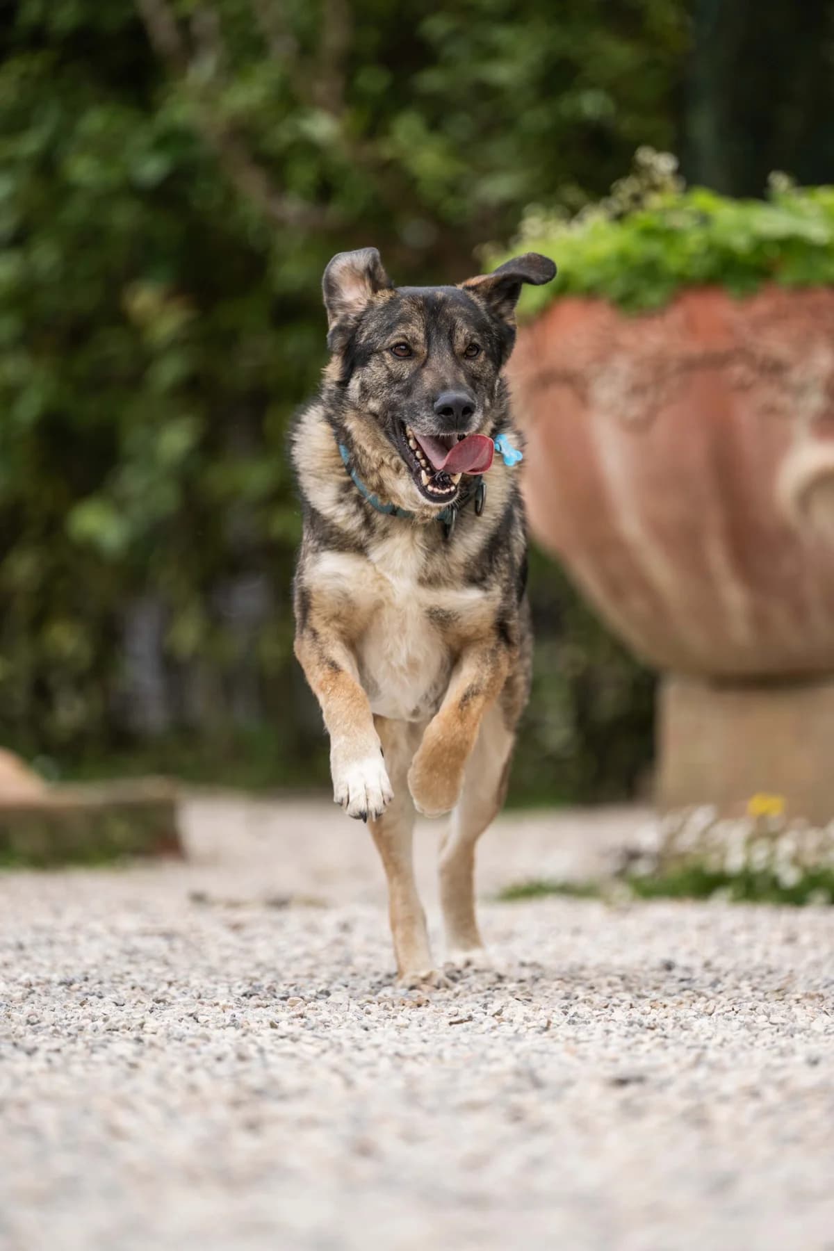 Lupo, male 7yo Husky for adoption at Hundehilfe Mariechen, Stadtsteinach