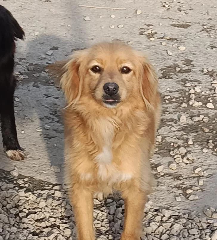 Mandorlo, female 5yo Mixed Breed for adoption at Hundehilfe Mariechen, Stadtsteinach