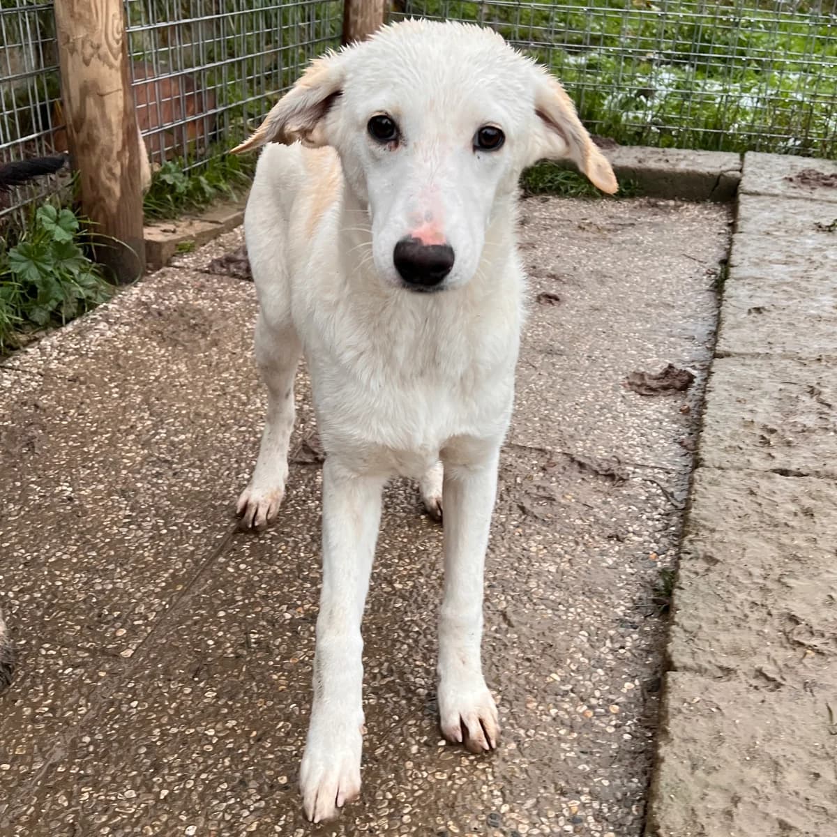 Mara, female young Mixed Breed for adoption at Hundehilfe Mariechen, Stadtsteinach