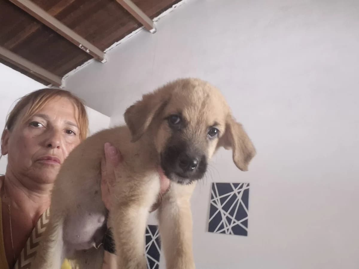 Marcello, male puppy Mixed Breed for adoption at Hundehilfe Mariechen, Stadtsteinach