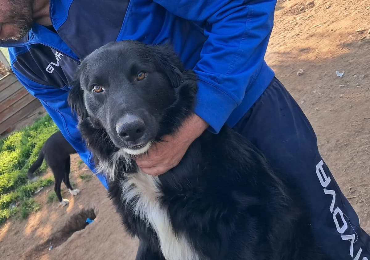 Marco, male young Mixed Breed for adoption at Hundehilfe Mariechen, Stadtsteinach