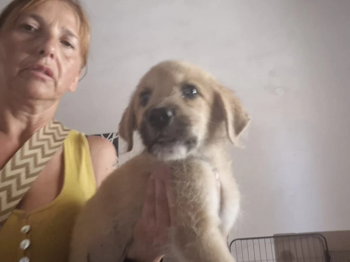 Mario, male puppy Mixed Breed for adoption at Hundehilfe Mariechen, Stadtsteinach