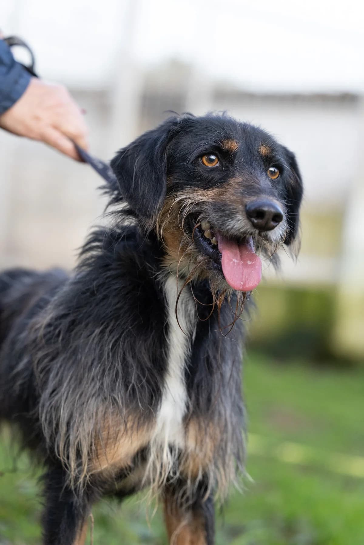 Marley, male 5yo Mixed Breed for adoption at Hundehilfe Mariechen, Stadtsteinach
