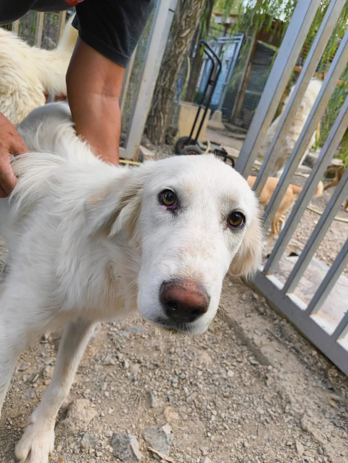 Marley, male puppy Mixed Breed for adoption at Hundehilfe Mariechen, Stadtsteinach