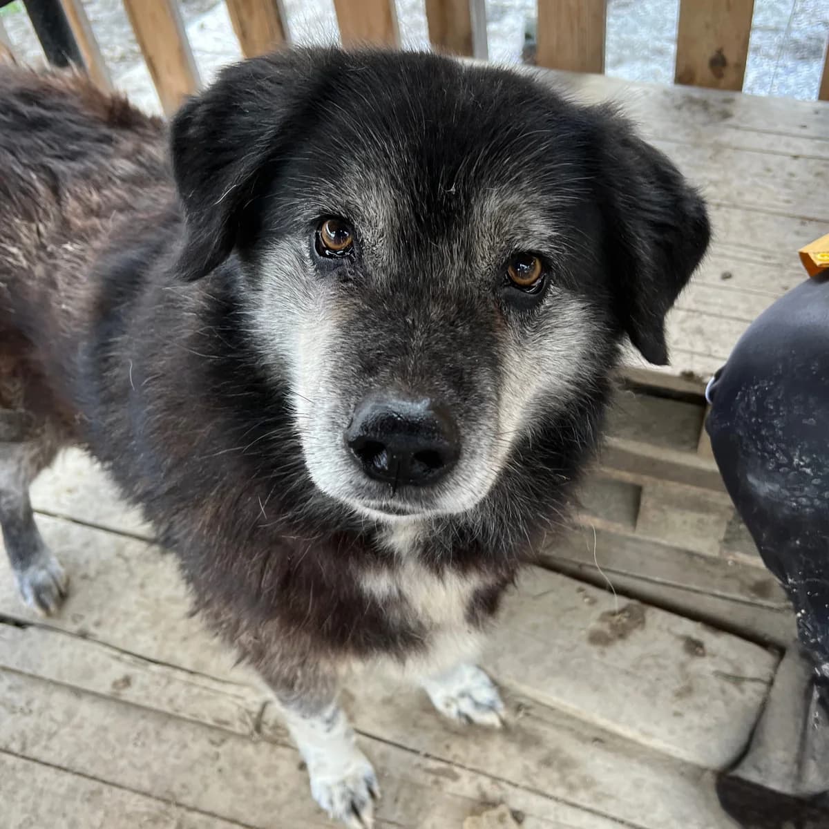 Marta, female 6yo Mixed Breed for adoption at Hundehilfe Mariechen, Stadtsteinach