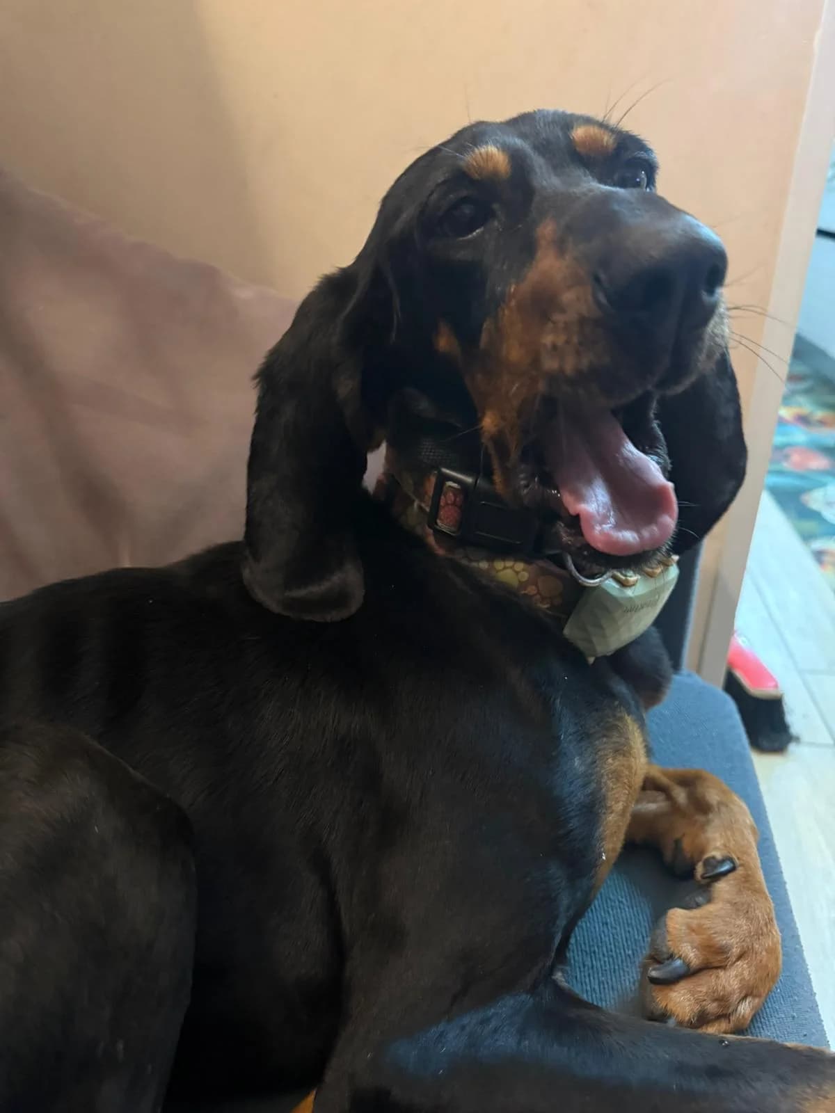Martina, female 6yo mixed breed for adoption at Hundehilfe Mariechen, Stadtsteinach