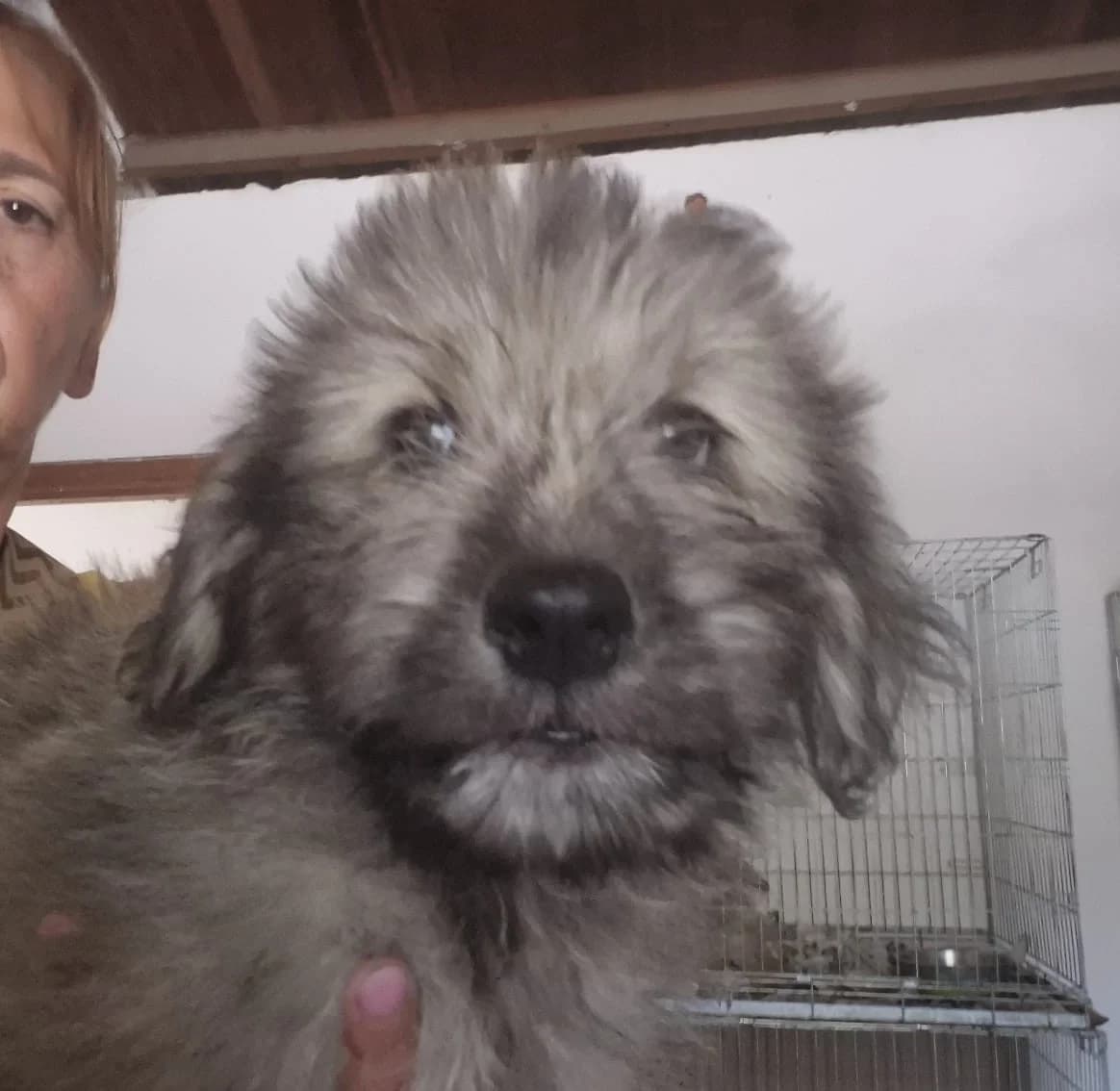 Matteo, male puppy Mixed Breed for adoption at Hundehilfe Mariechen, Stadtsteinach