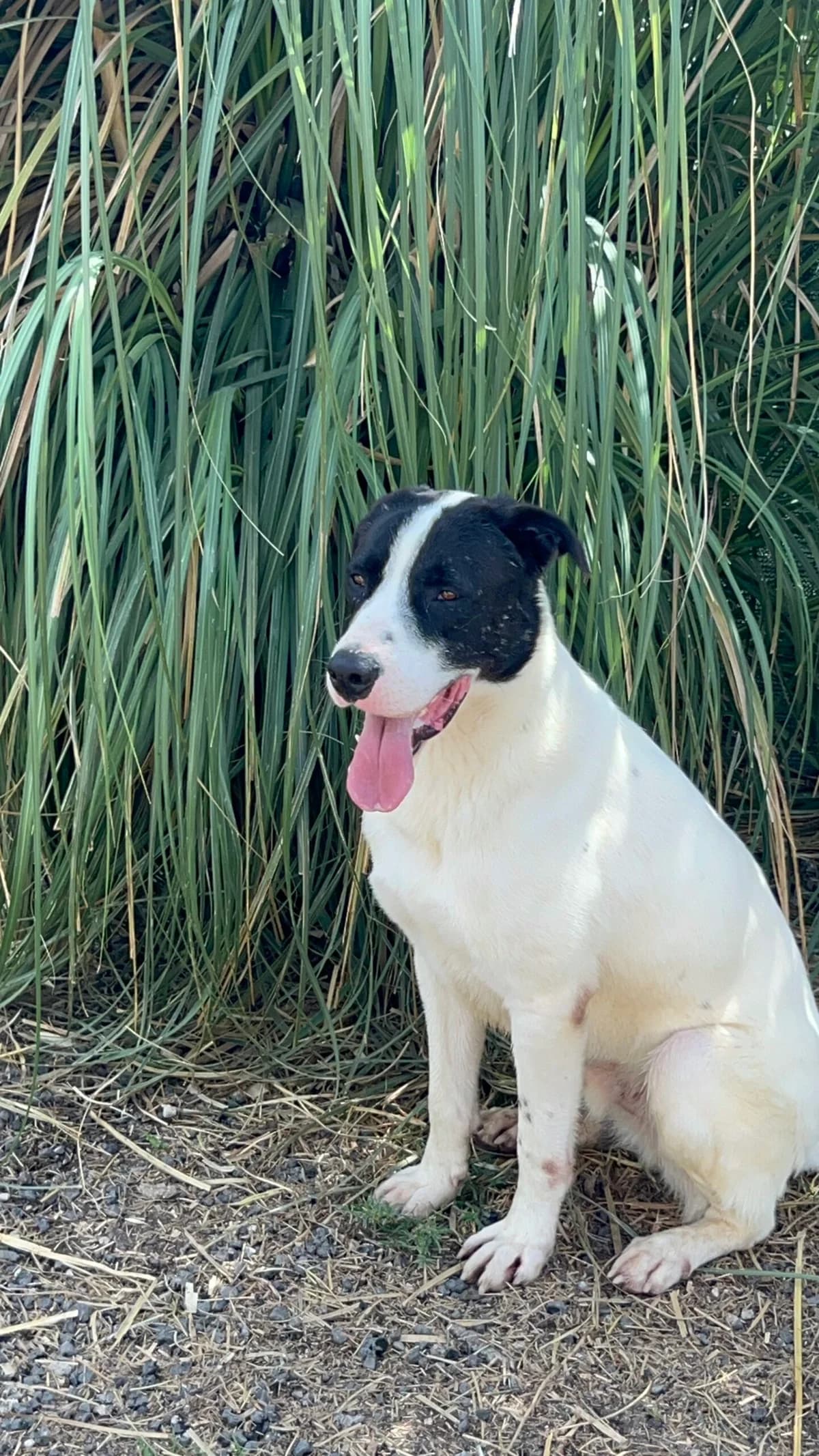 Max, male Mixed Breed for adoption at Hundehilfe Mariechen, Stadtsteinach