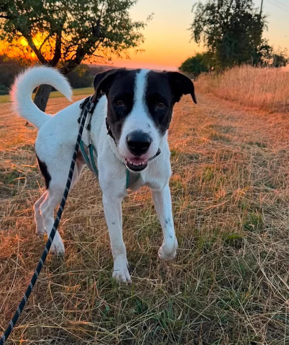 Max, male 3yo Mixed Breed for adoption at Hundehilfe Mariechen, Stadtsteinach