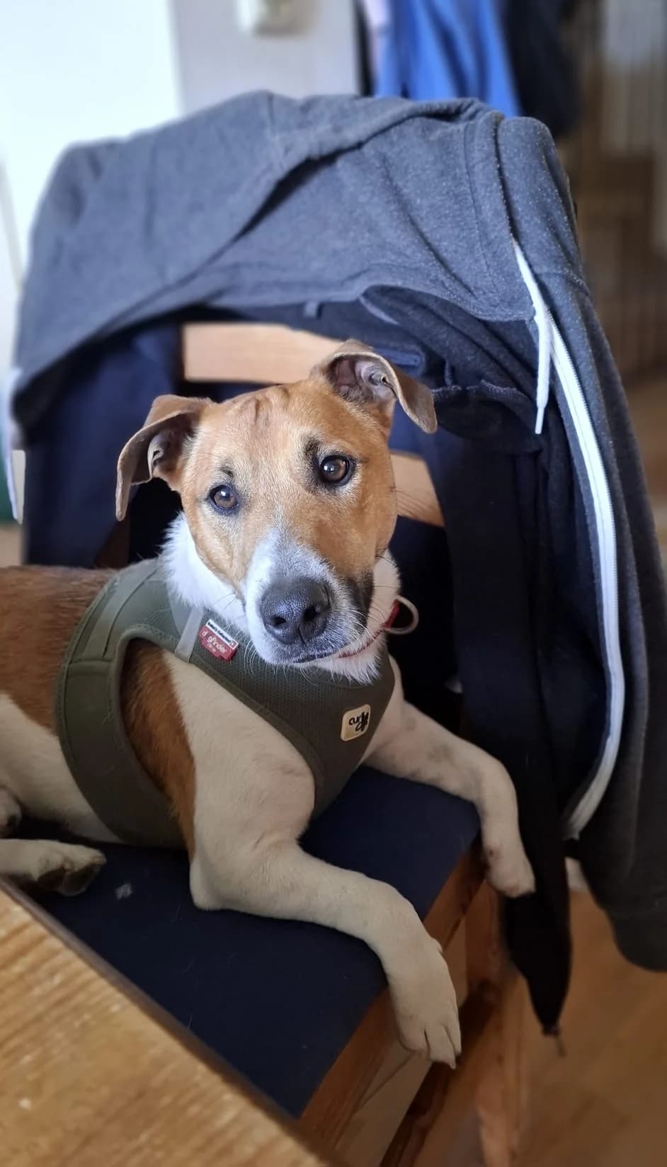 Max, male young Jack Russell Terrier for adoption at Hundehilfe Mariechen, Stadtsteinach