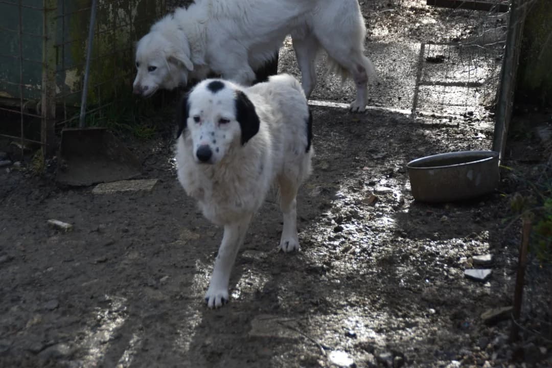 Melissa, female 6yo Mixed Breed for adoption at Hundehilfe Mariechen, Stadtsteinach