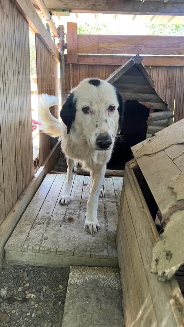 Melissa, female 6yo Mixed Breed for adoption at Hundehilfe Mariechen, Stadtsteinach