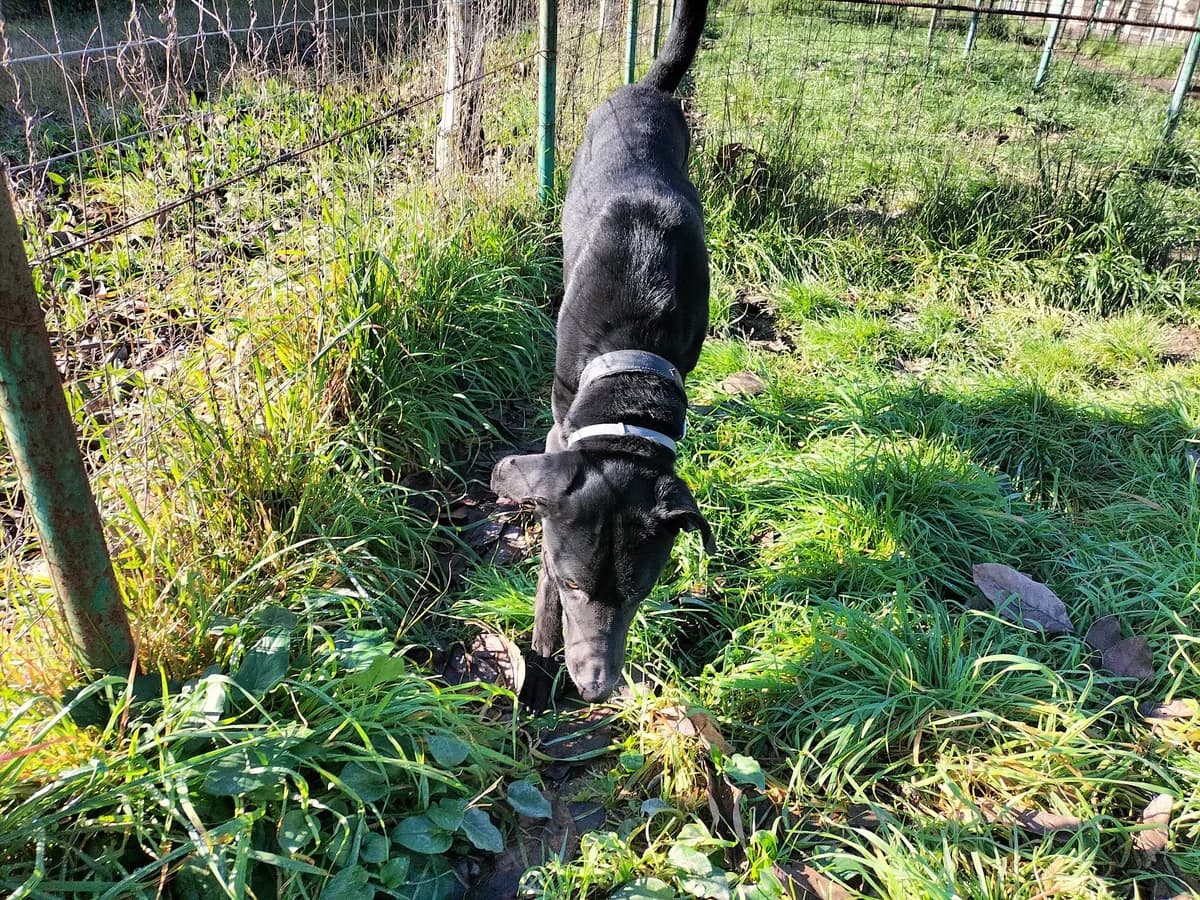 Merlin, male 5yo Mixed Breed for adoption at Hundehilfe Mariechen, Stadtsteinach