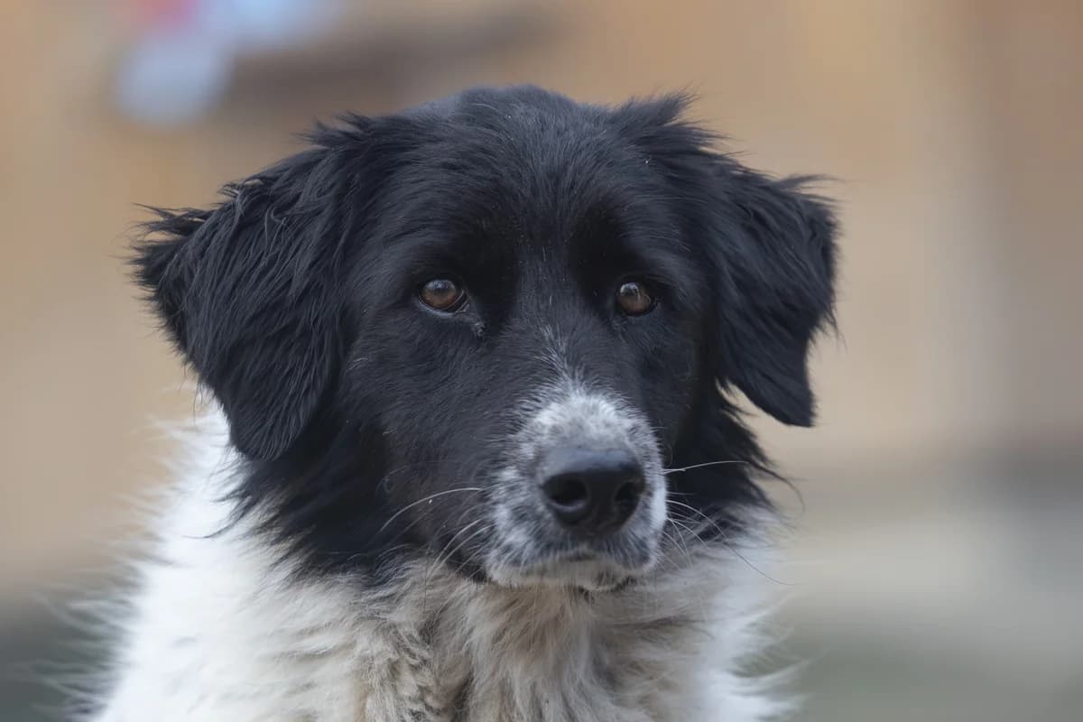 Mia (Maja), female 3yo Mixed Breed for adoption at Hundehilfe Mariechen, Stadtsteinach