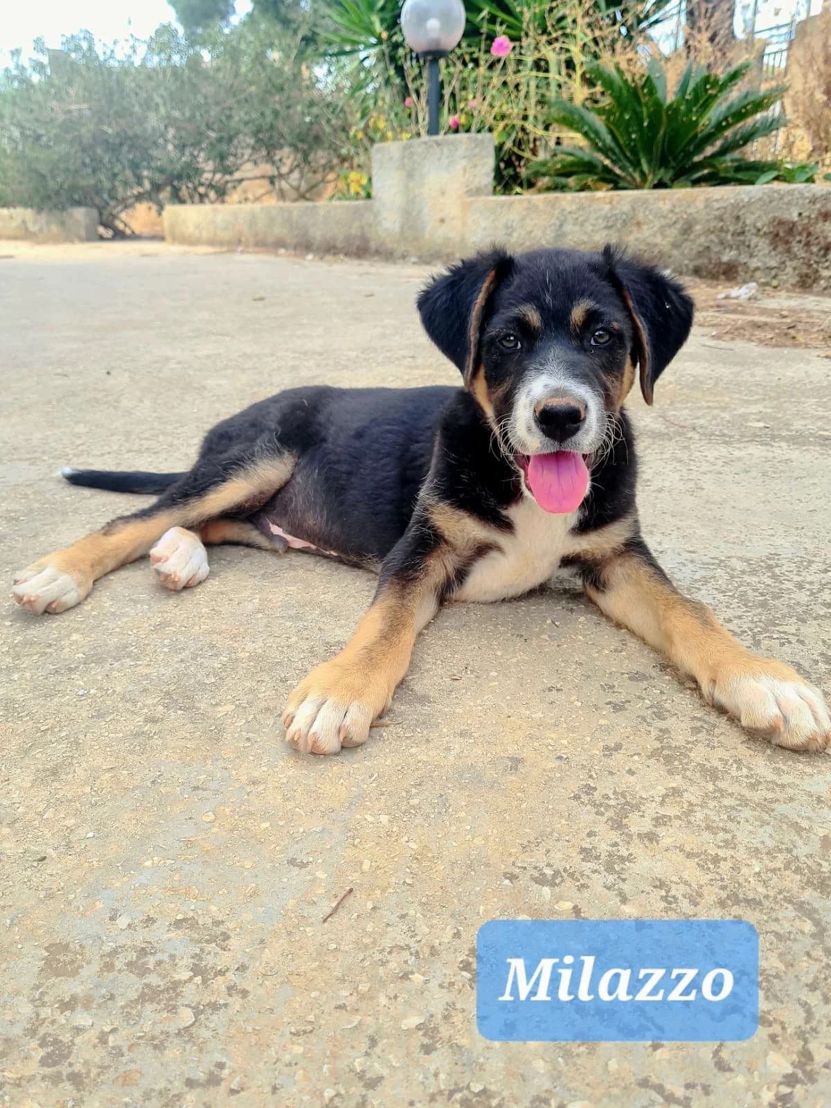 Milazzo, male puppy Mixed Breed for adoption at Hundehilfe Mariechen, Stadtsteinach