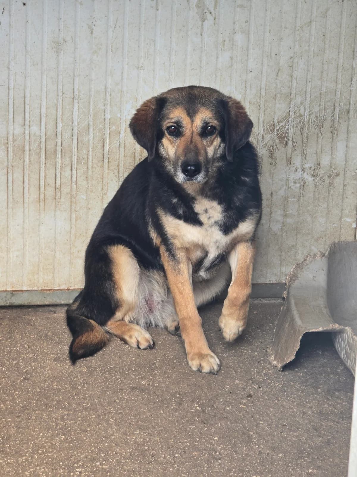 Milly, female 5yo Mixed Breed for adoption at Hundehilfe Mariechen, Stadtsteinach