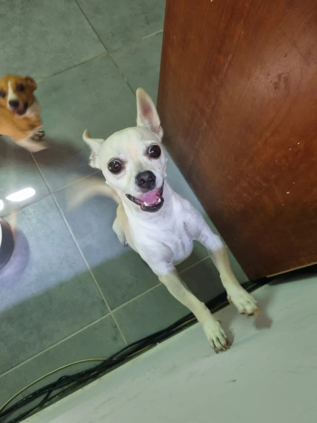 Milo, male 3yo Chihuahua for adoption at Hundehilfe Mariechen, Stadtsteinach