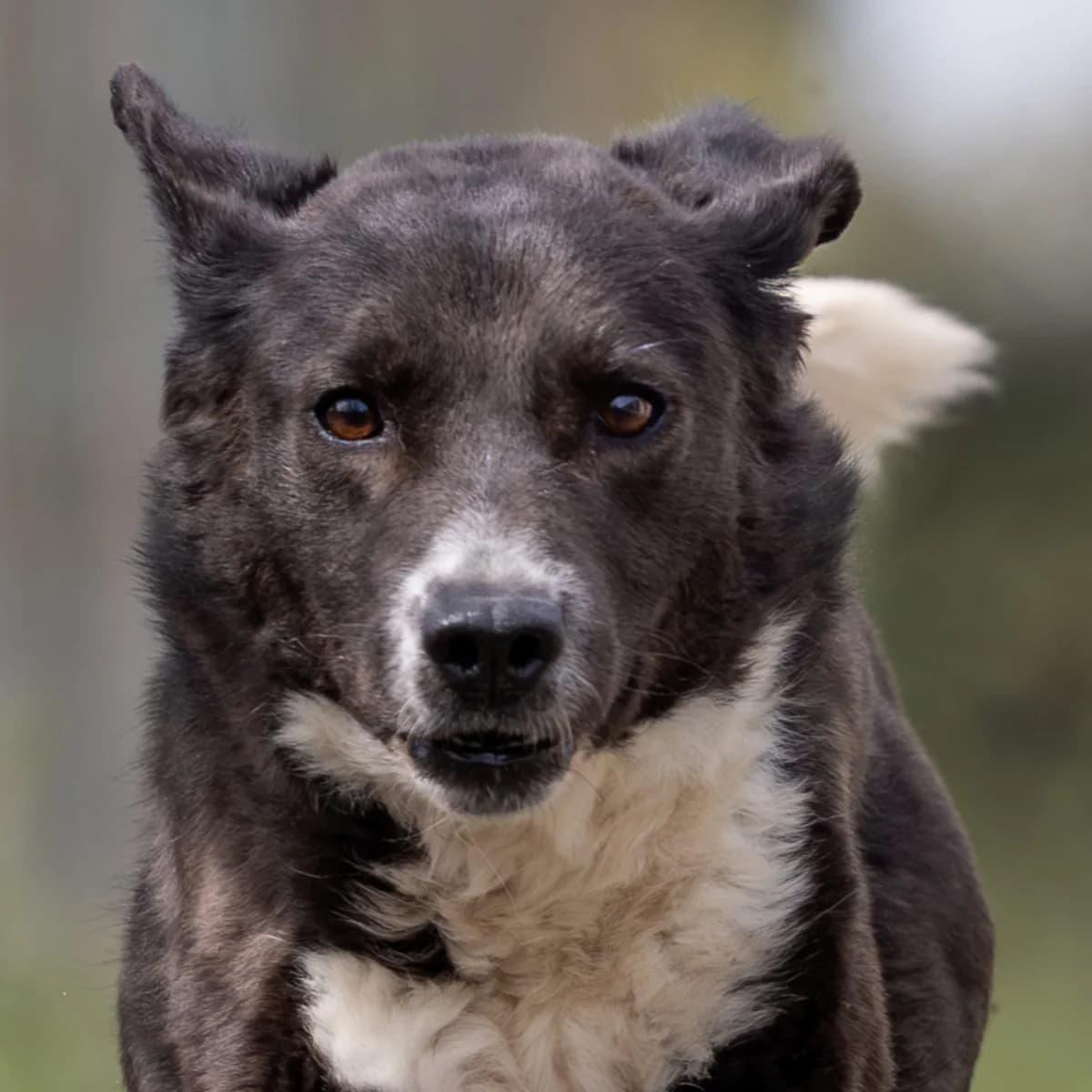 Mirella, female 3yo Border Collie for adoption at Hundehilfe Mariechen, Stadtsteinach