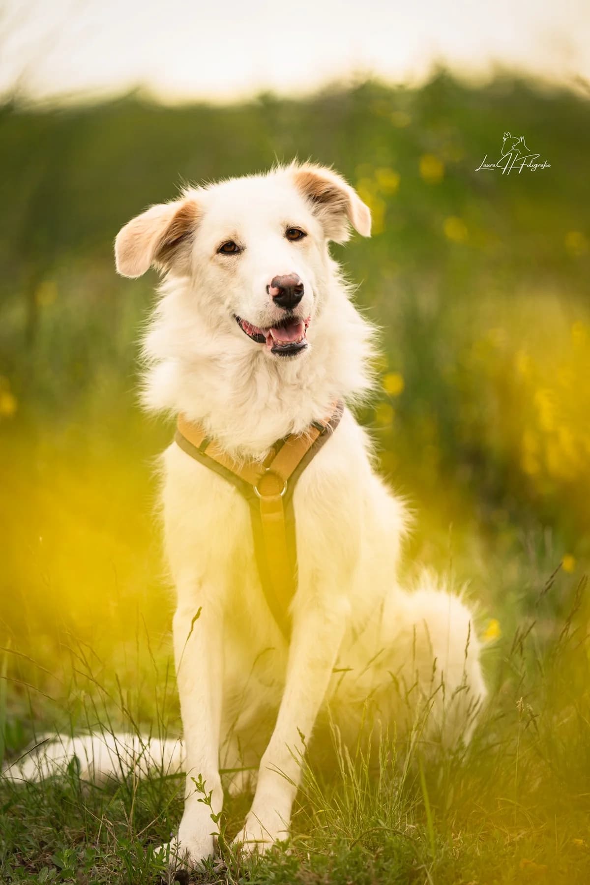 Mirtilla, female young Mixed Breed for adoption at Hundehilfe Mariechen, Stadtsteinach