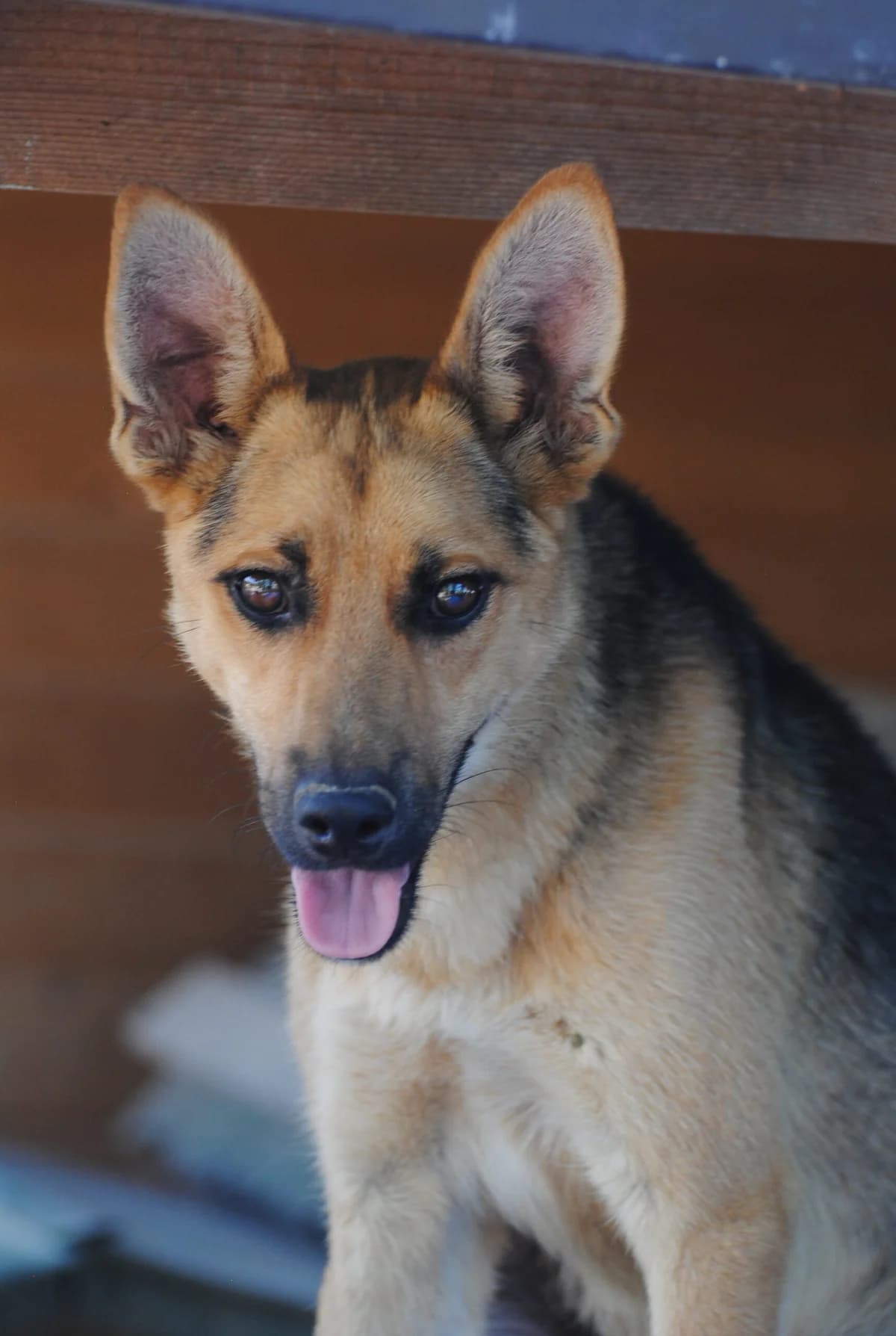 Mirtillo, male young Mixed Breed for adoption at Hundehilfe Mariechen, Stadtsteinach