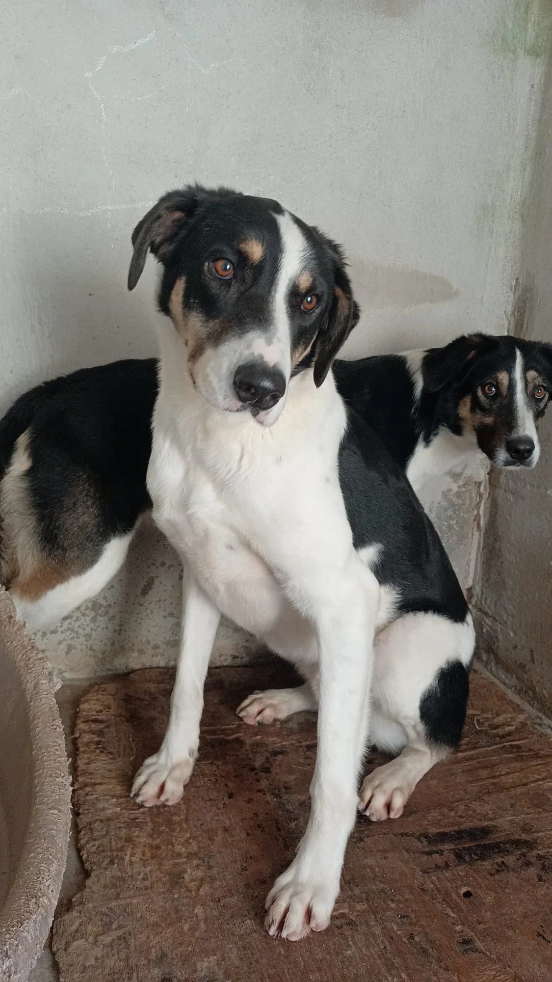Molly, female 3yo Mixed Breed for adoption at Hundehilfe Mariechen, Stadtsteinach