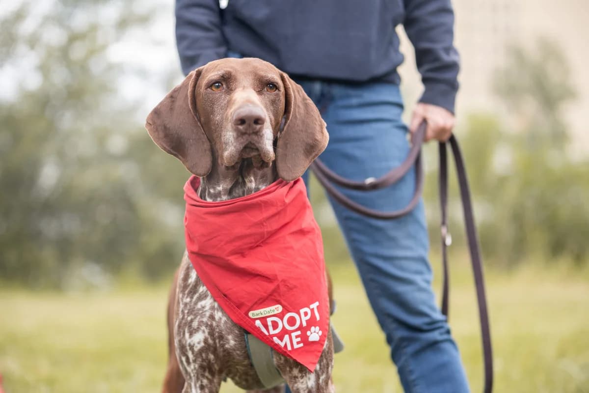 Momo, male 5yo German Shorthaired Pointer for adoption at Hundehilfe Mariechen, Stadtsteinach