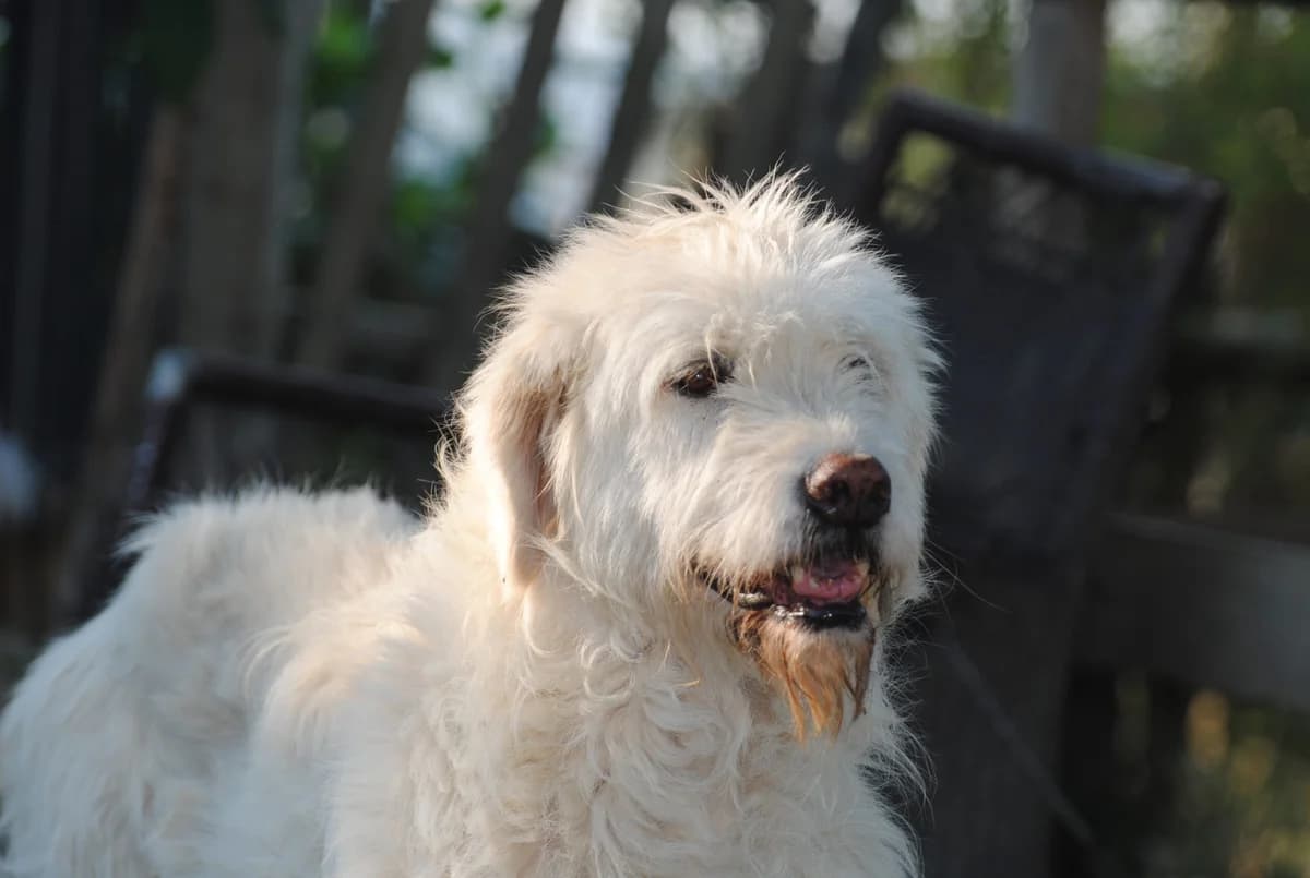 Monia, female senior Mixed Breed for adoption at Hundehilfe Mariechen, Stadtsteinach