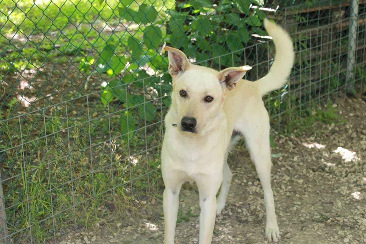 Moschino, male 4yo Mixed Breed for adoption at Hundehilfe Mariechen, Stadtsteinach