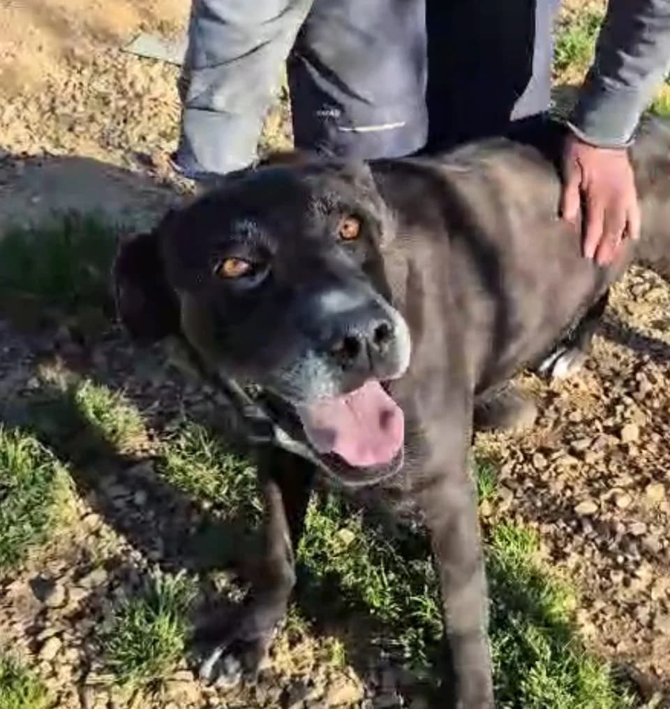 Nancy, female 5yo Mixed Breed for adoption at Hundehilfe Mariechen, Stadtsteinach