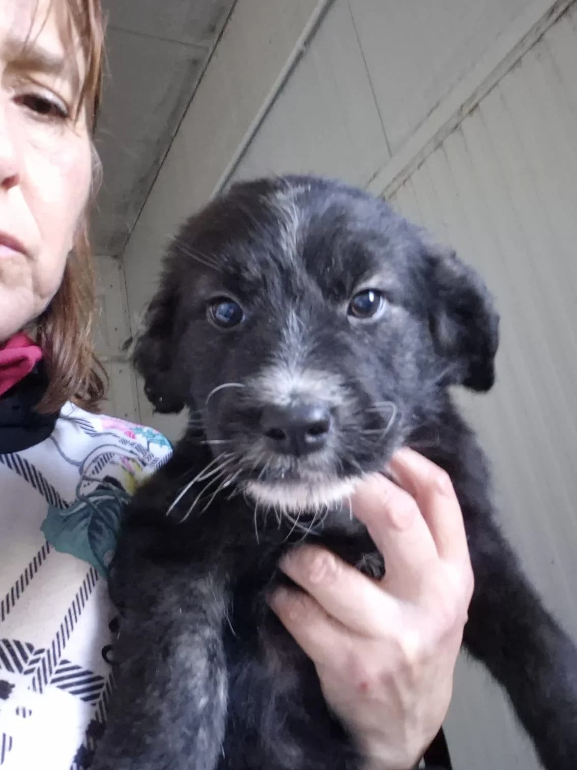 Nerina, female puppy Mixed Breed for adoption at Hundehilfe Mariechen, Stadtsteinach