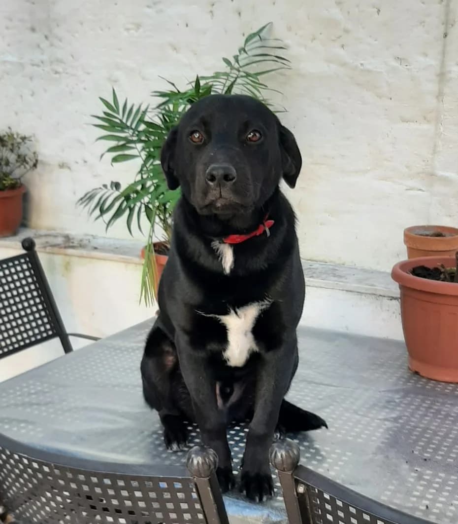 Nettuno, male 5yo Labrador Retriever for adoption at Hundehilfe Mariechen, Stadtsteinach