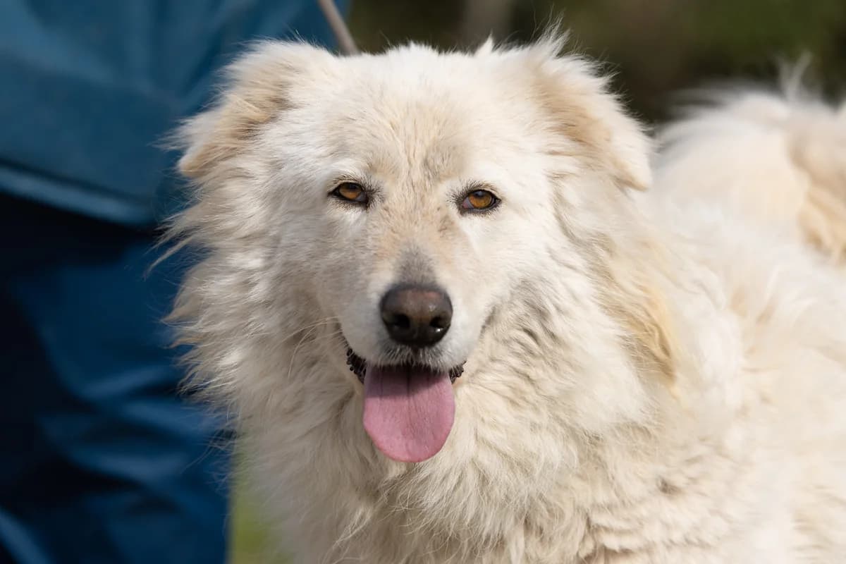 Neve, female 7yo Mixed Breed for adoption at Hundehilfe Mariechen, Stadtsteinach