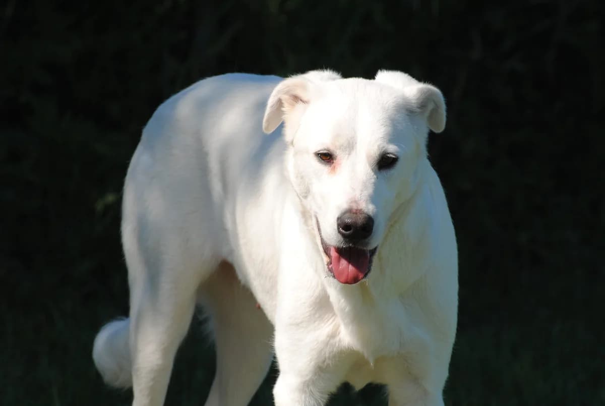 Neve, female young Mixed Breed for adoption at Hundehilfe Mariechen, Stadtsteinach