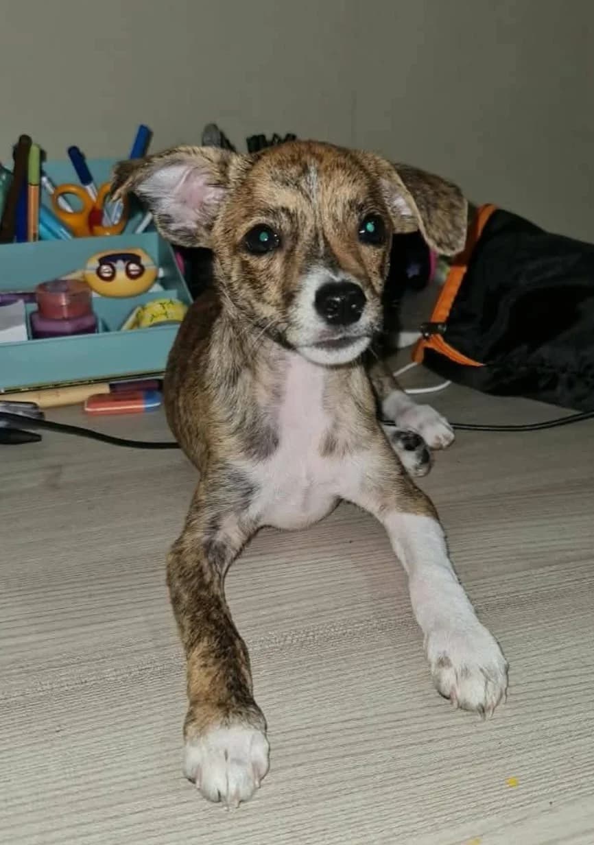 Nicodemo, male puppy Mixed Breed for adoption at Hundehilfe Mariechen, Stadtsteinach