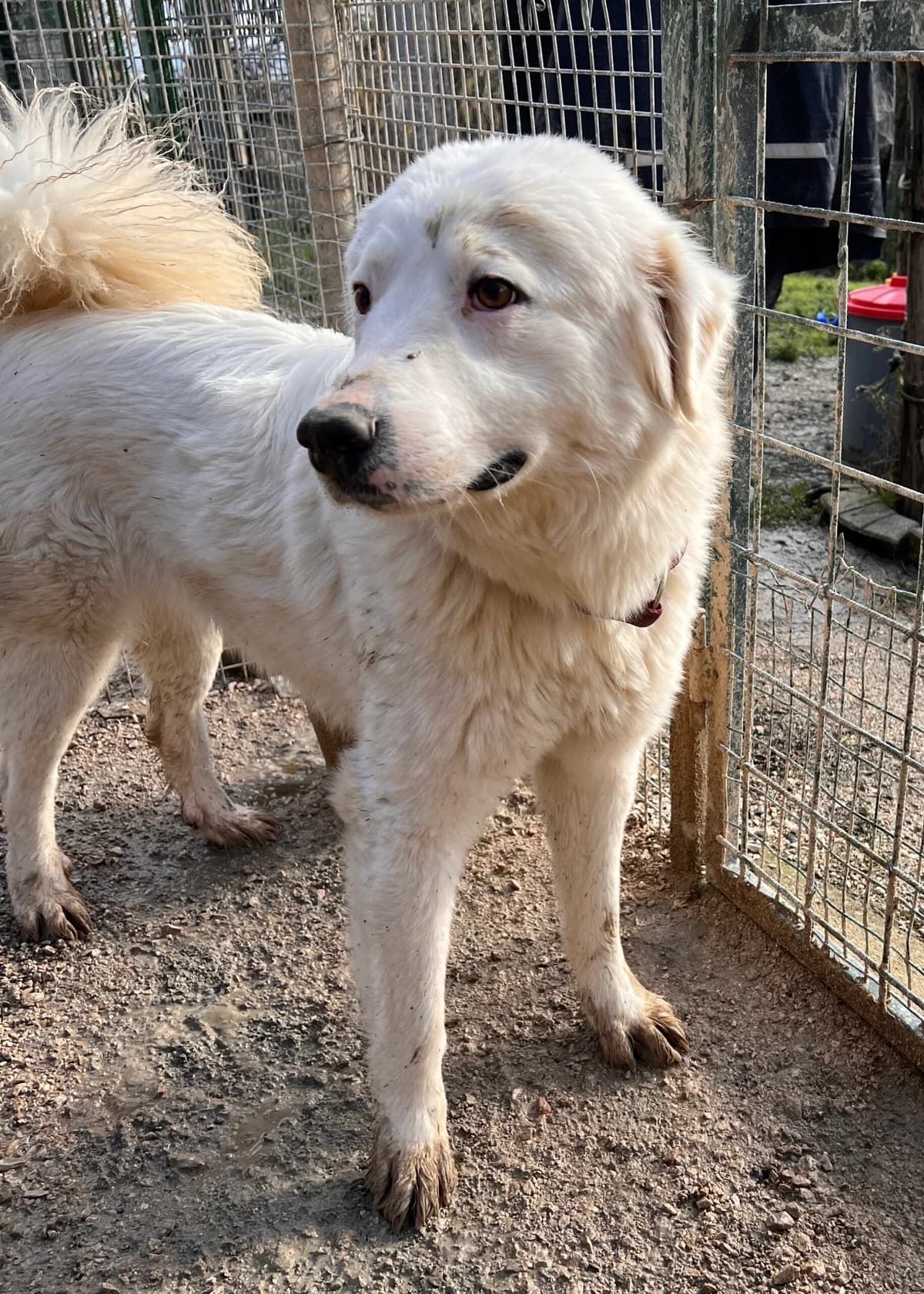 Nicola, female young Samoyed for adoption at Hundehilfe Mariechen, Stadtsteinach