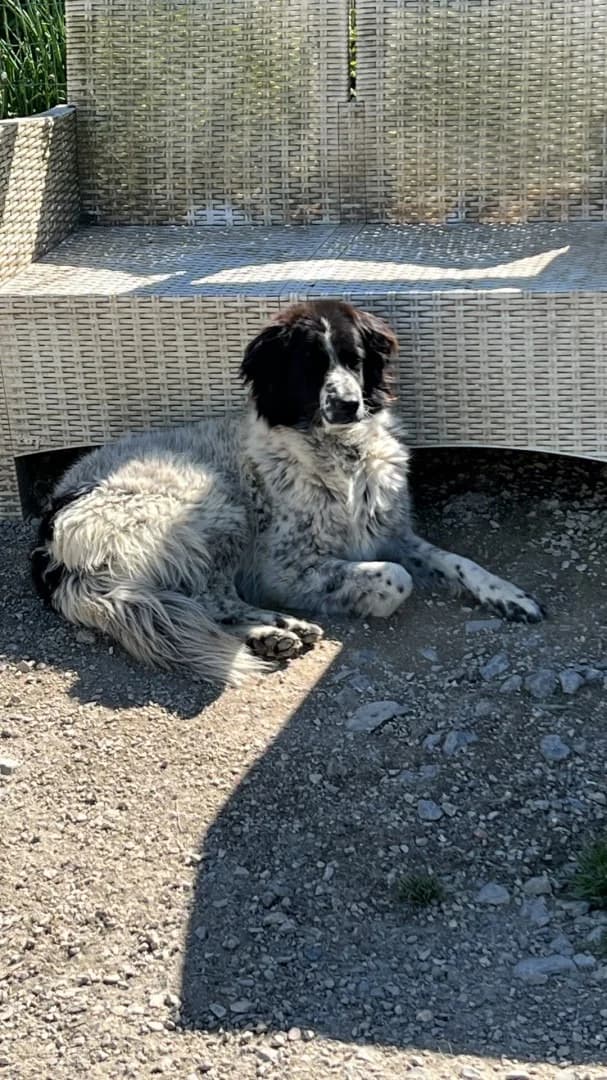 Nina (Olivia), female 3yo Mixed Breed for adoption at Hundehilfe Mariechen, Stadtsteinach