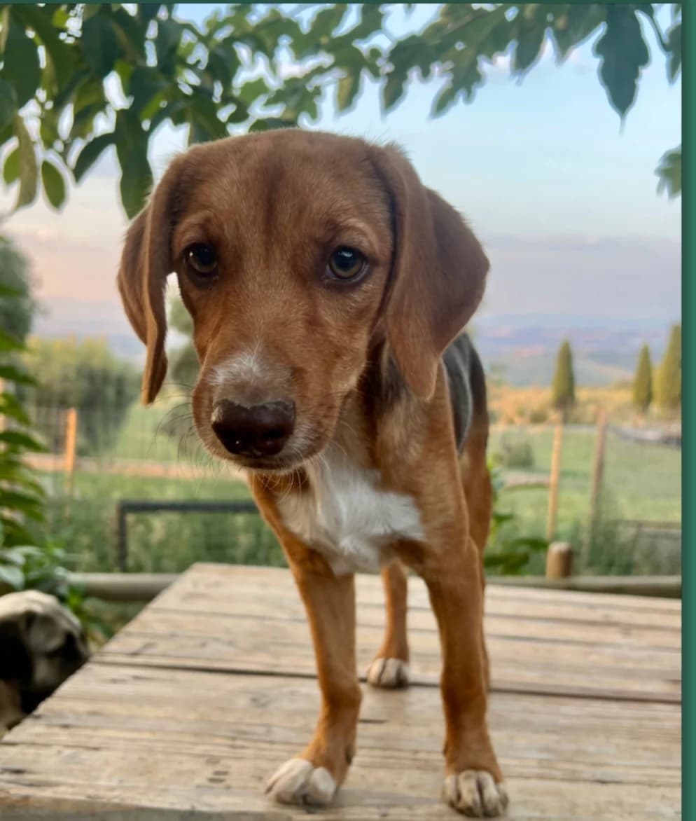Nocciolina, female puppy Mixed Breed for adoption at Hundehilfe Mariechen, Stadtsteinach