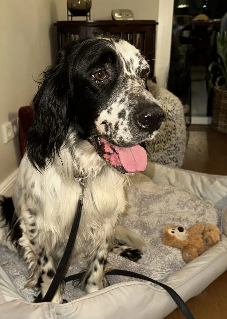 Notfall Mischko, male young English Setter for adoption at Hundehilfe Mariechen, Stadtsteinach