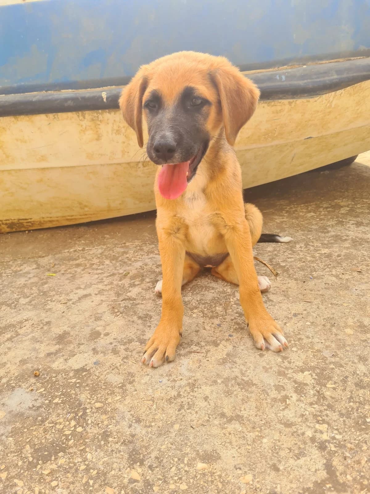 Noto, male puppy Mixed Breed for adoption at Hundehilfe Mariechen, Stadtsteinach