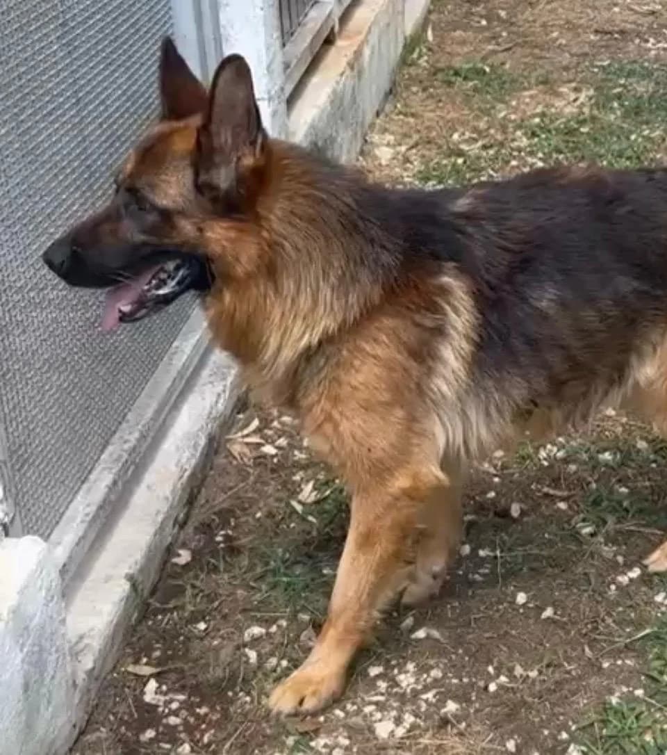 Nunzio, male 7yo German Shepherd for adoption at Hundehilfe Mariechen, Stadtsteinach