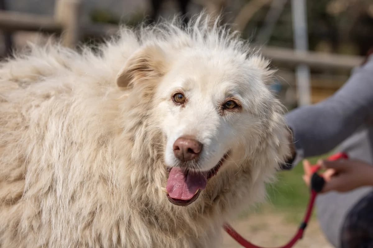 Nuvola, female mixed breed for adoption at Hundehilfe Mariechen, Stadtsteinach