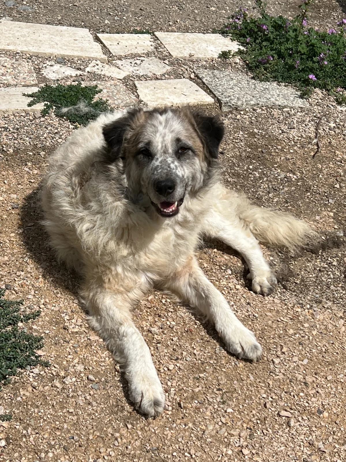Olga, female mixed breed for adoption at Hundehilfe Mariechen, Stadtsteinach