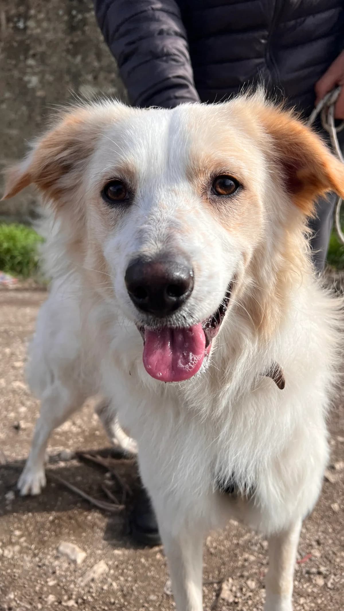 Oliver, male young Mixed Breed for adoption at Hundehilfe Mariechen, Stadtsteinach